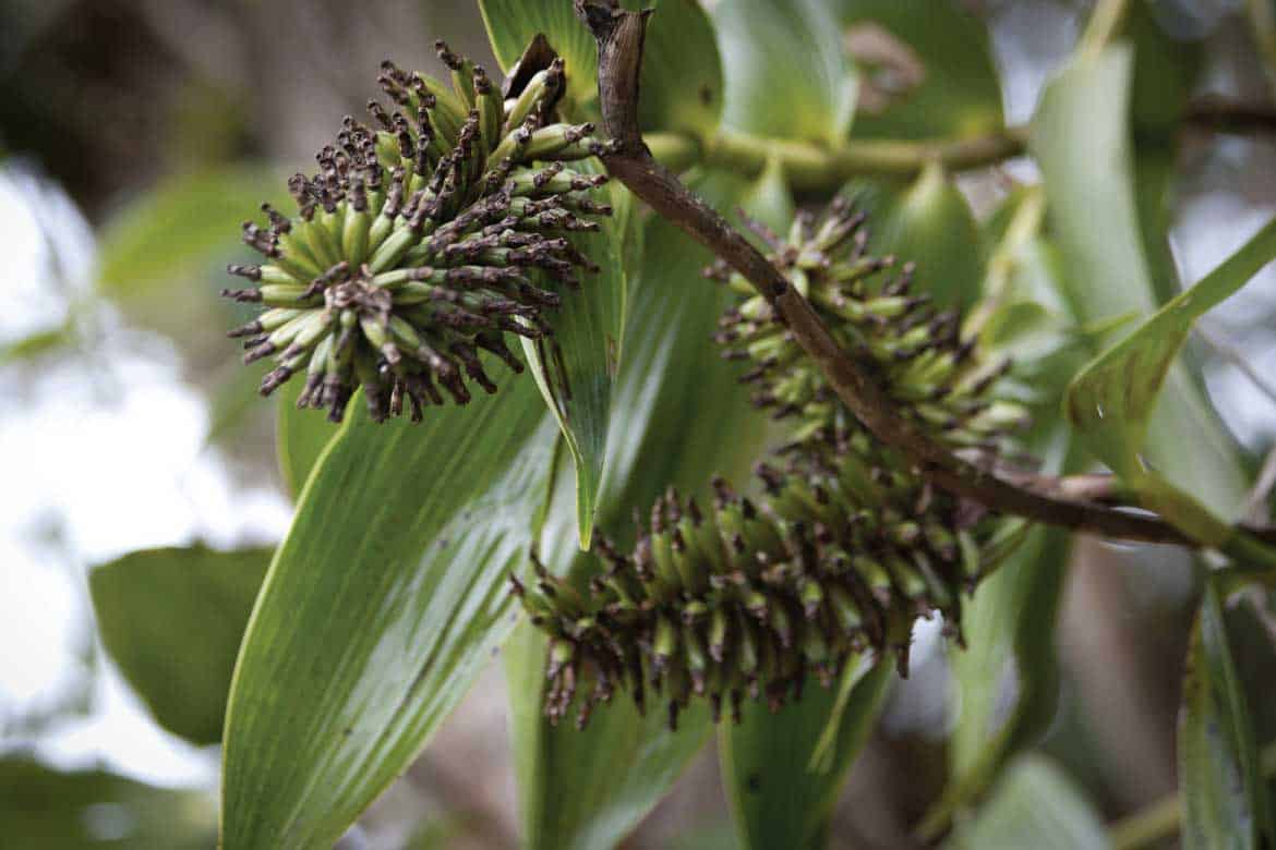 Cocora Valley Colombia