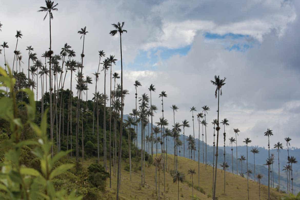 Cocora Valley Colombia