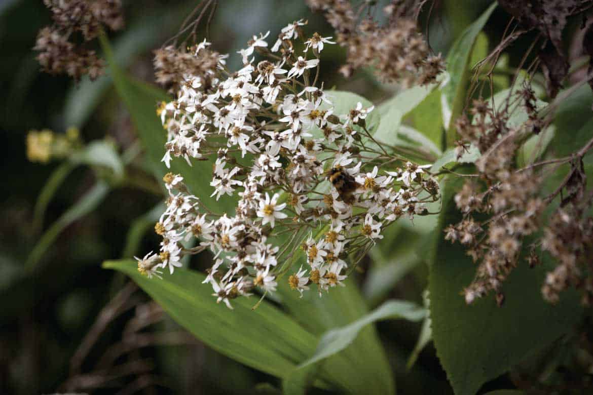 Cocora Valley Colombia