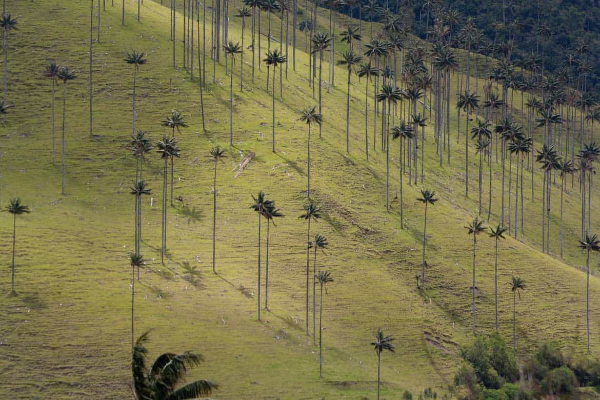 Cocora Valley Colombia