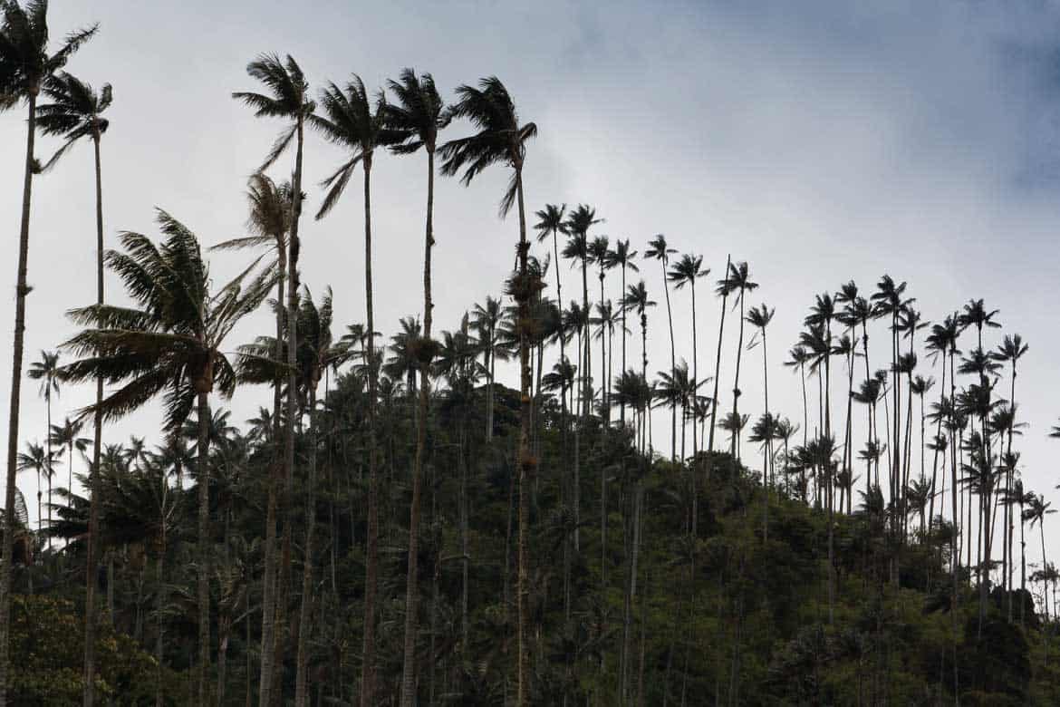 Cocora Valley Colombia
