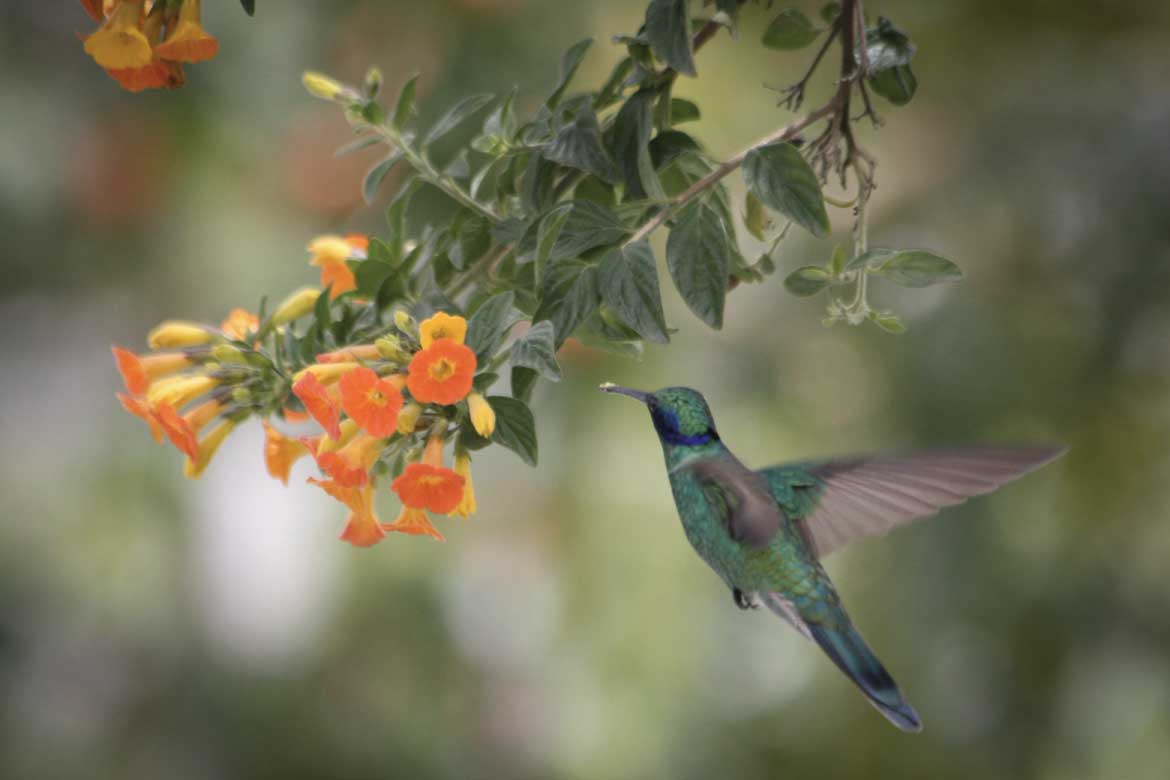 Cocora Valley Colombia