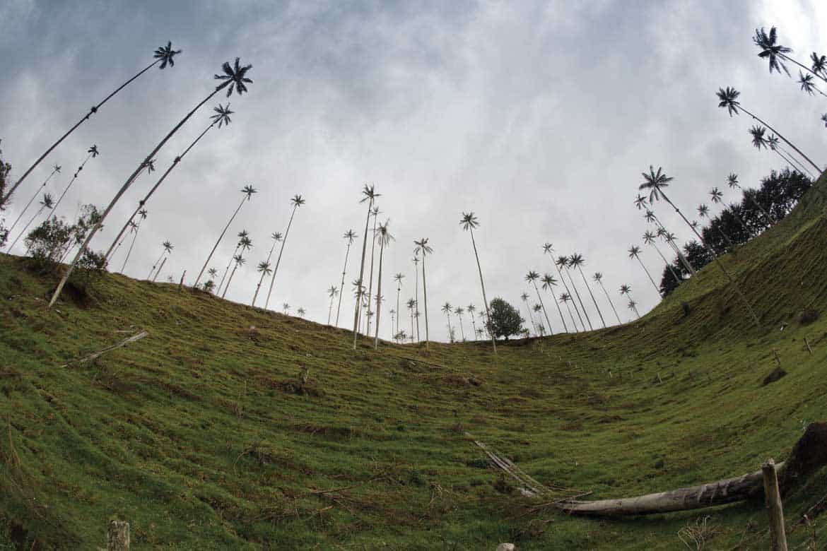 Cocora Valley Colombia