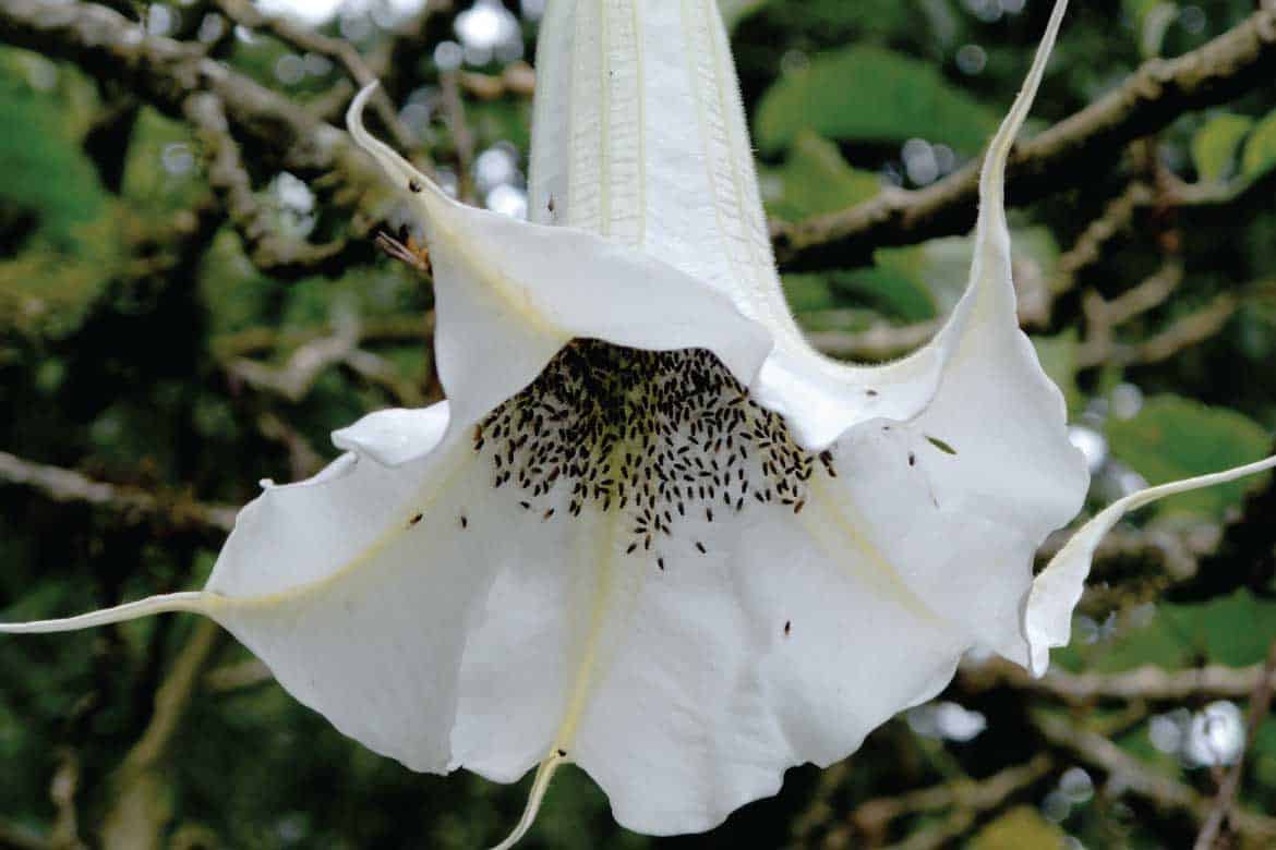 Cocora Valley Colombia