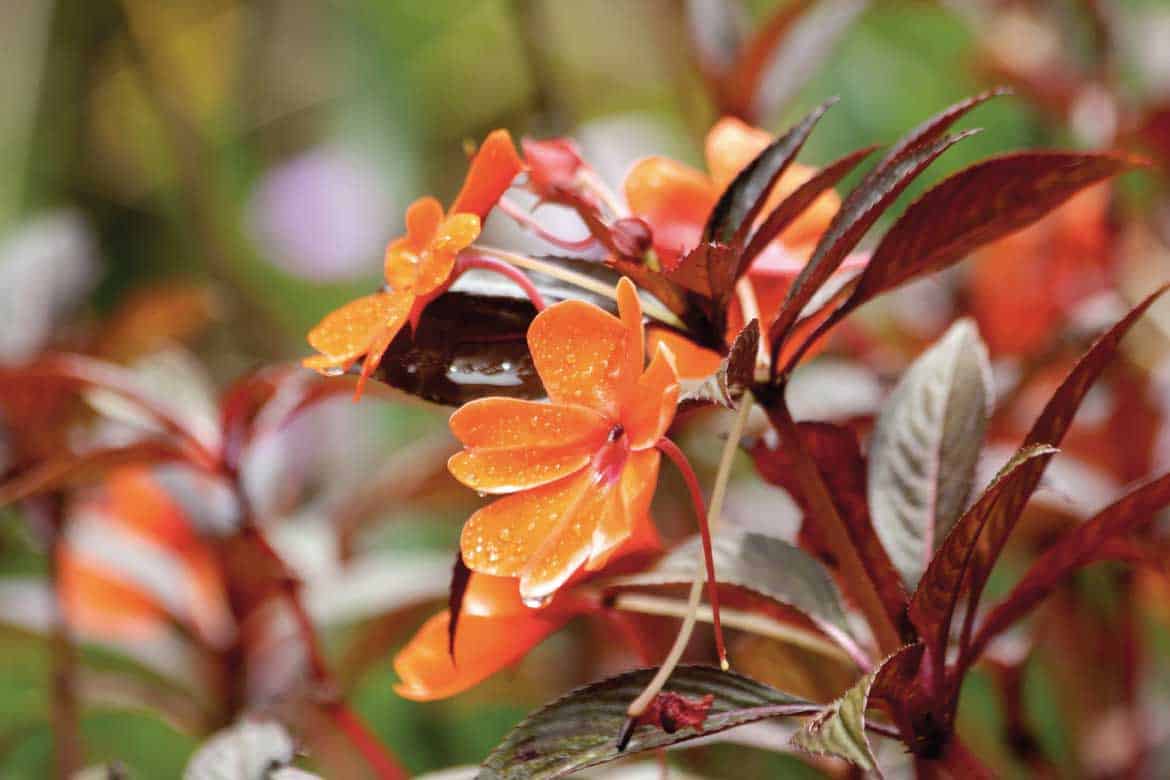 San Agustín Colombia archaeology tour