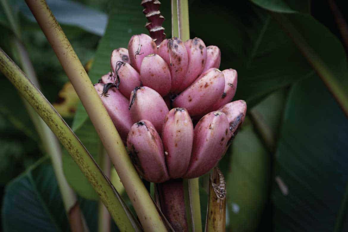 San Agustín Colombia archaeology tour