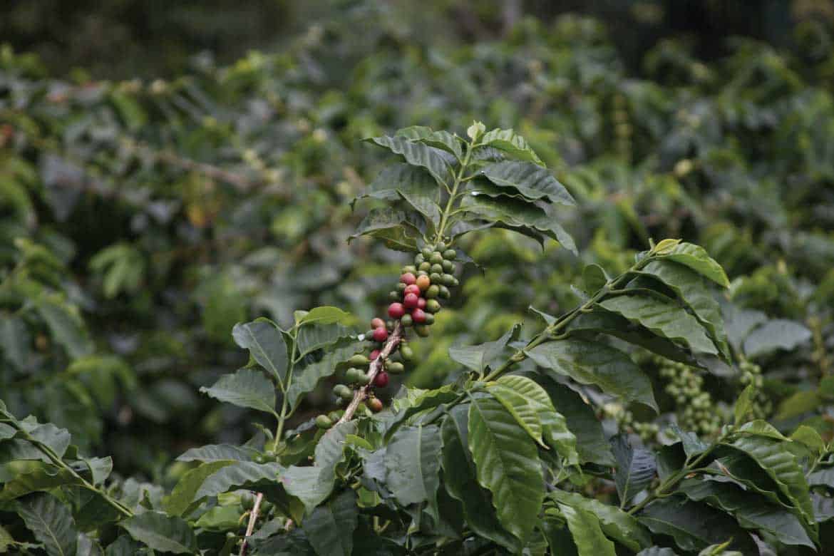 San Alberto coffee tour Buenavista