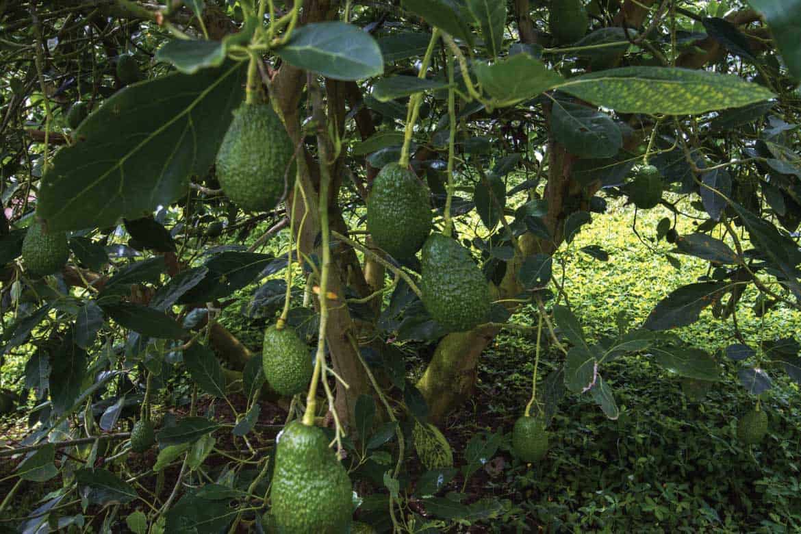 San Alberto coffee tour Buenavista