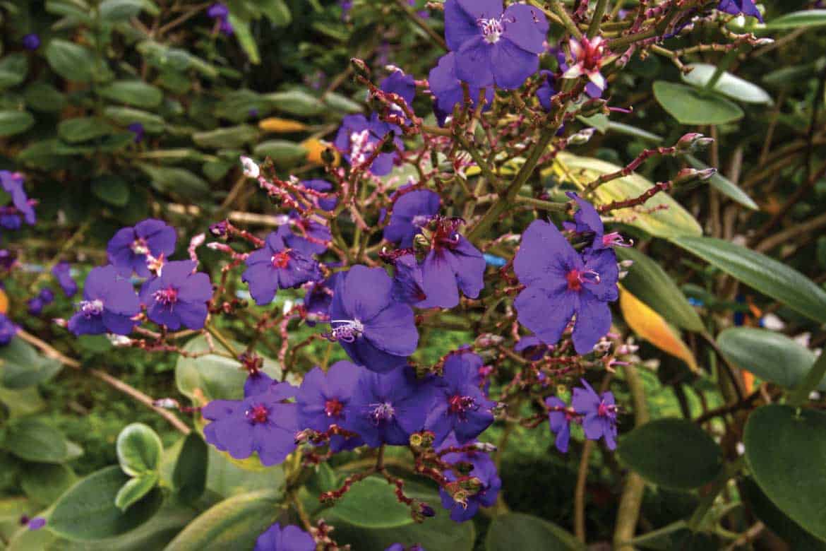 San Alberto coffee tour Buenavista