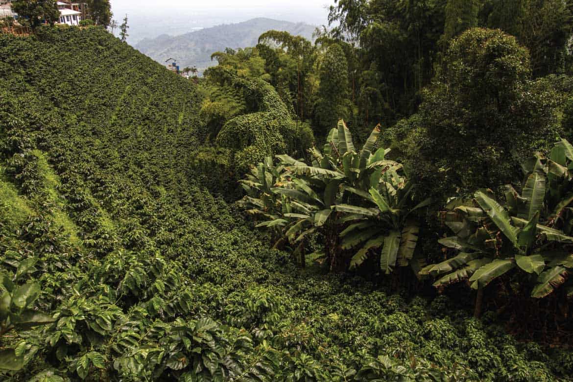 San Alberto coffee tour Buenavista