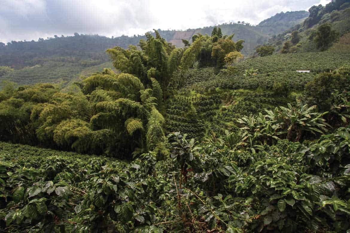 San Alberto coffee tour Buenavista