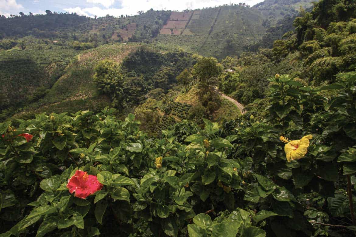 San Alberto coffee tour Buenavista