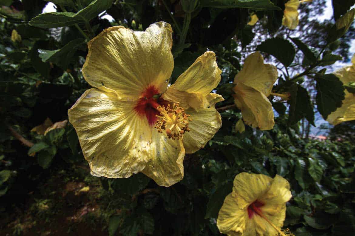 San Alberto coffee tour Buenavista