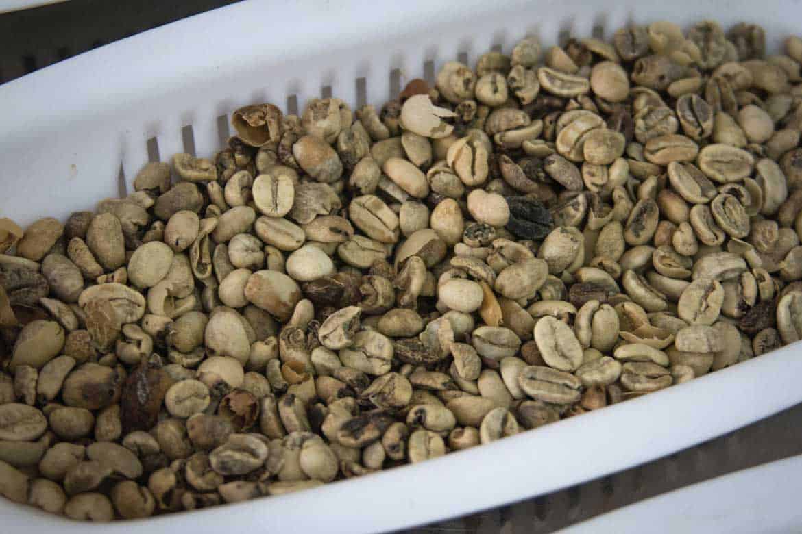 San Alberto coffee tour Buenavista