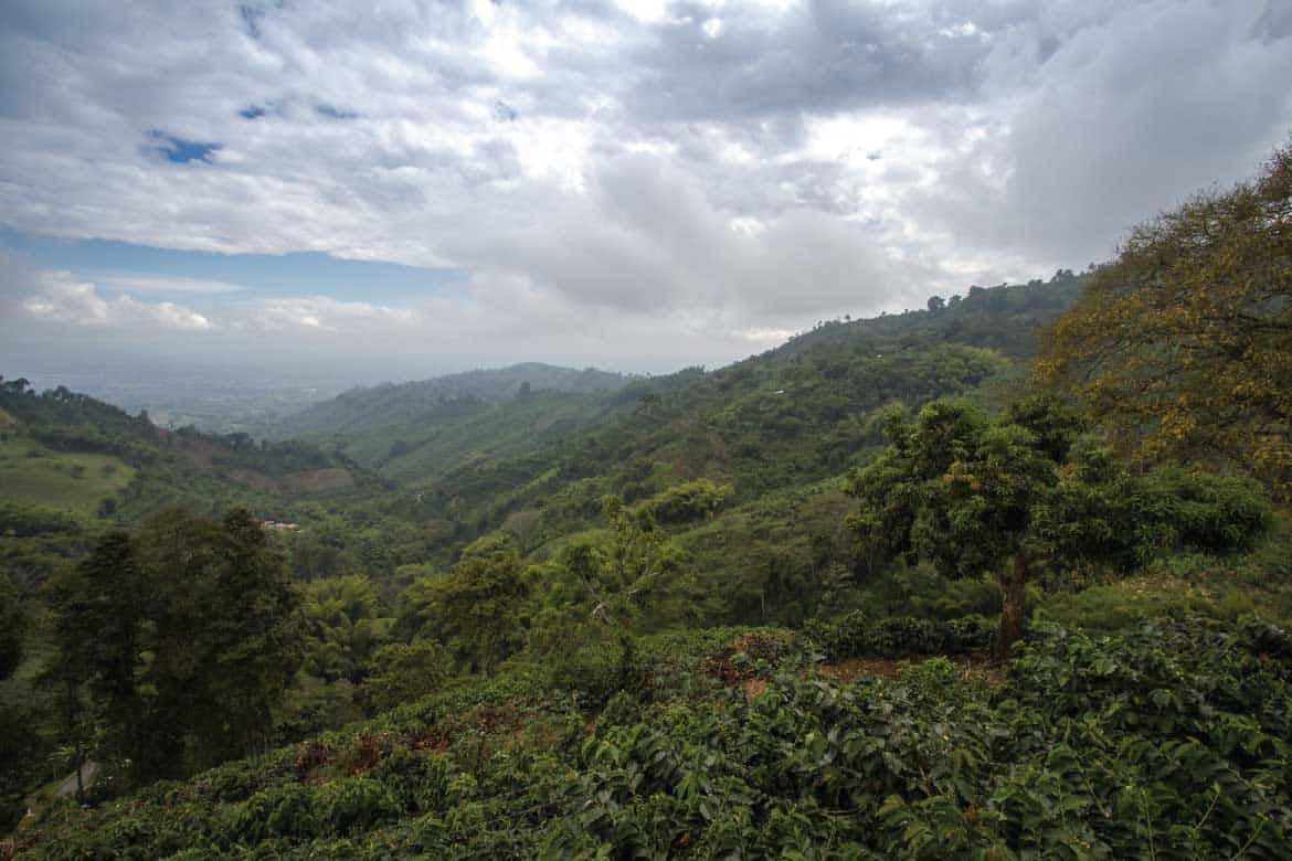 San Alberto coffee tour Buenavista