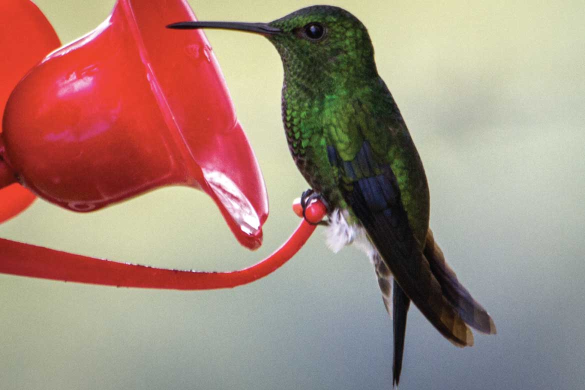 San Alberto coffee tour Buenavista