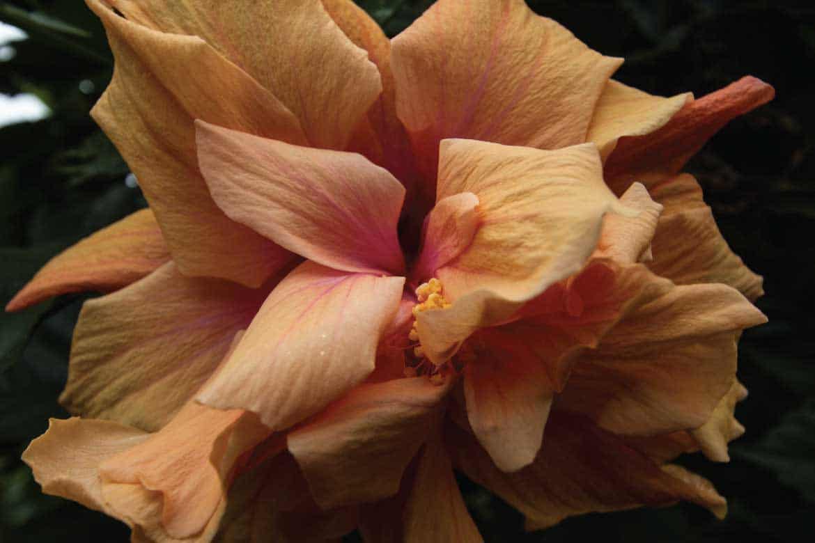 San Alberto coffee tour Buenavista