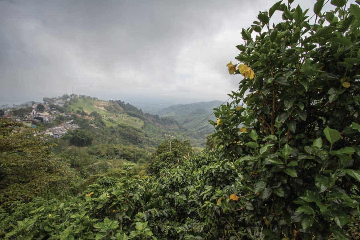 San Alberto coffee tour Buenavista