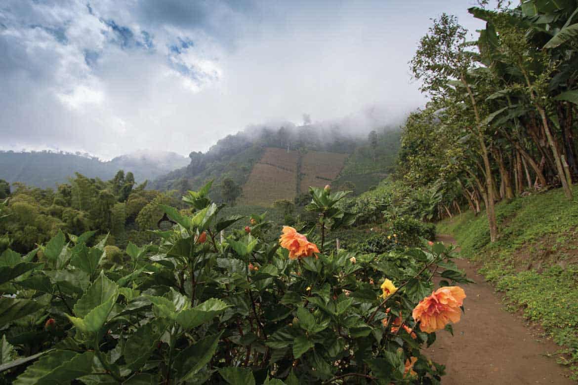 San Alberto coffee tour Buenavista