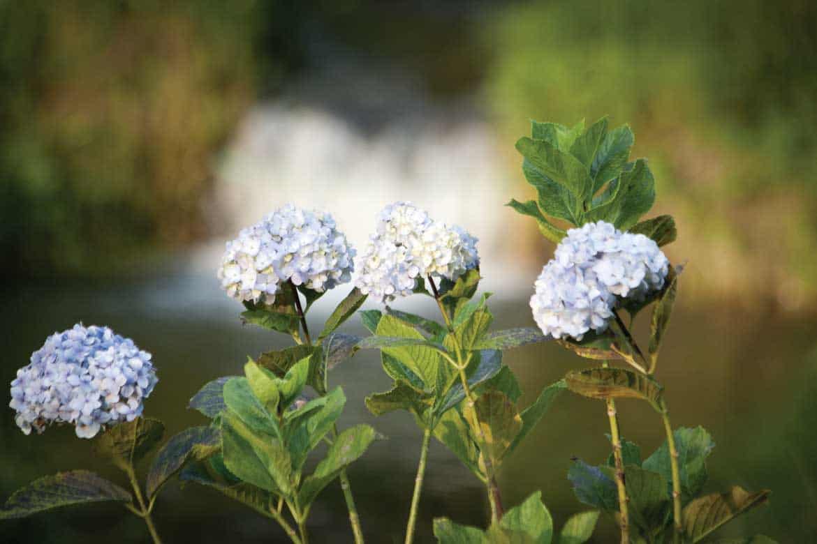 Colombian coffee zone