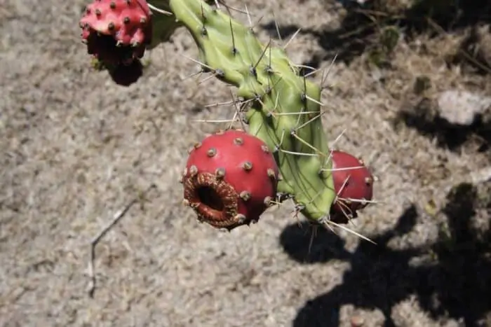 Tatacoa Desert