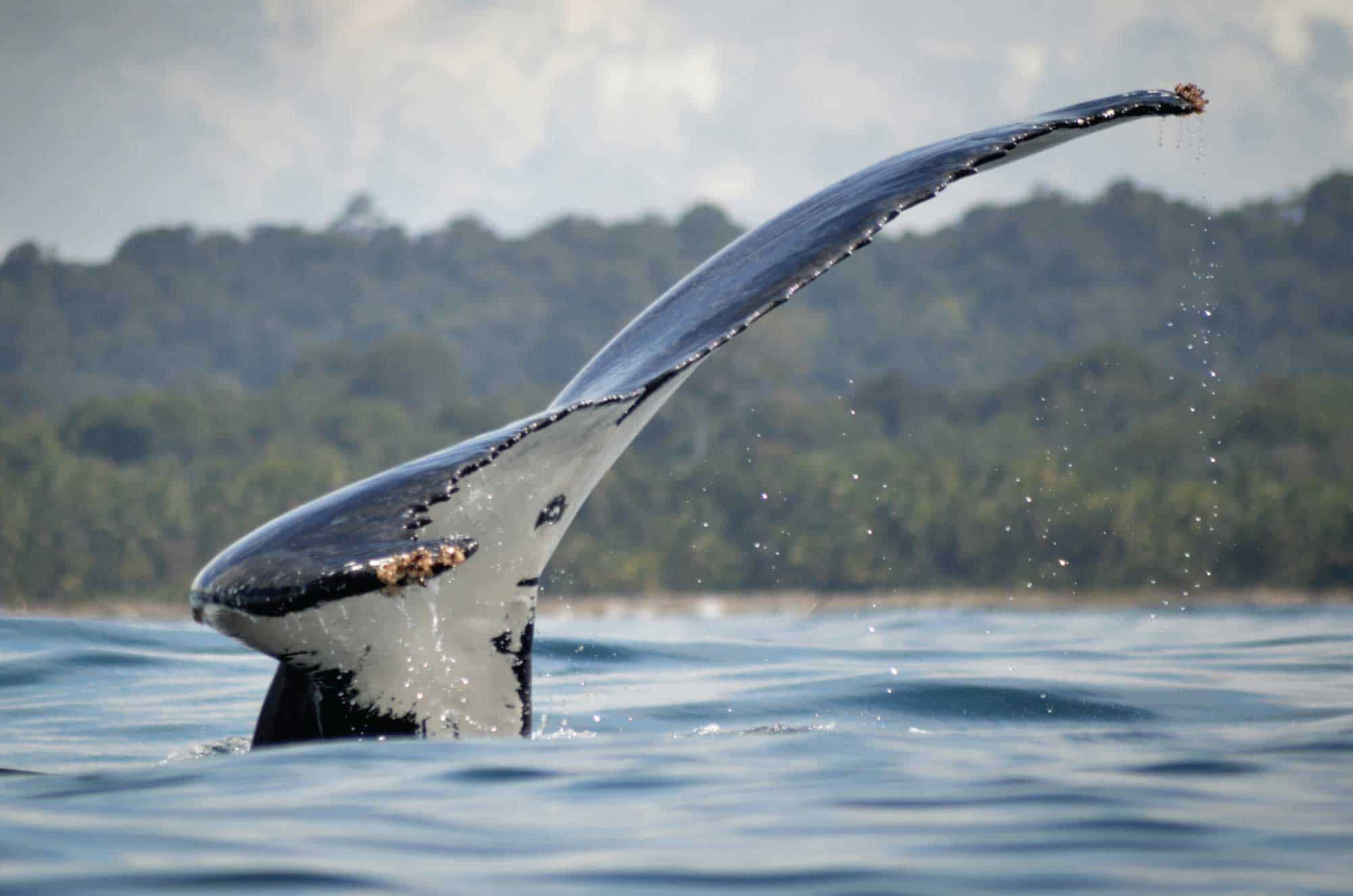 Bahía Solano whale watching and nature tours The Colombian Way