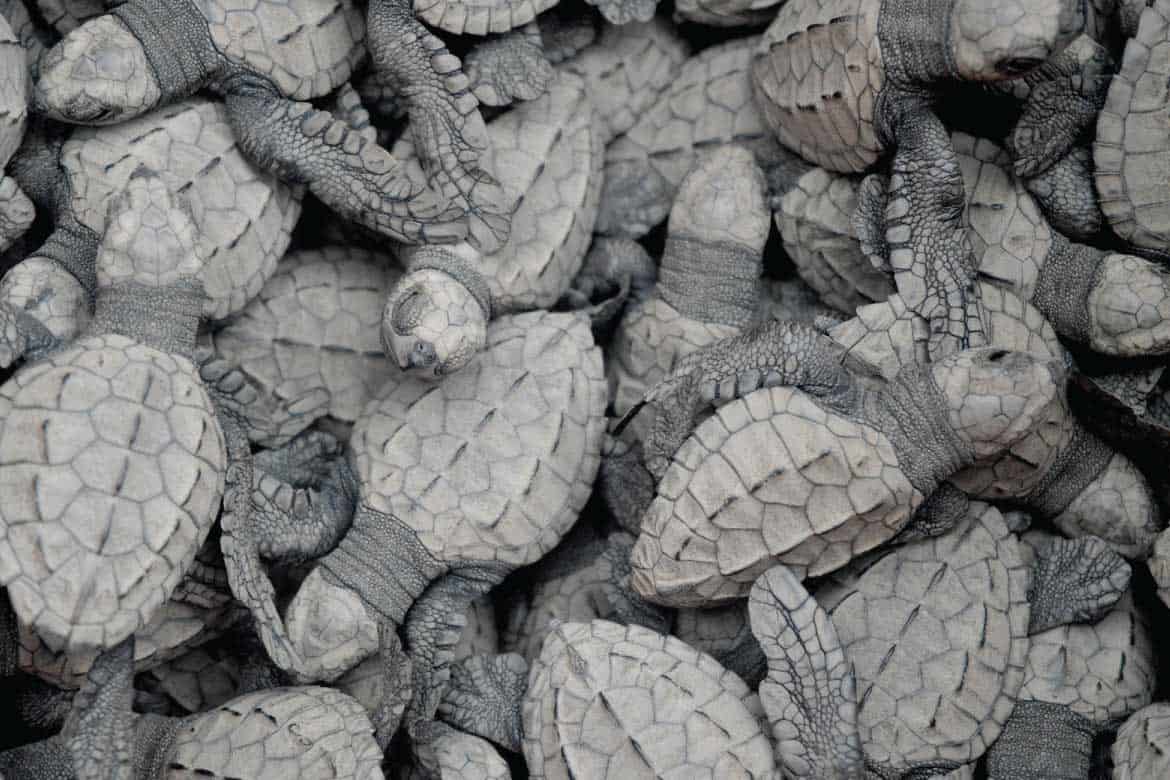 Bahía Solano Colombia whale watching and nature tours