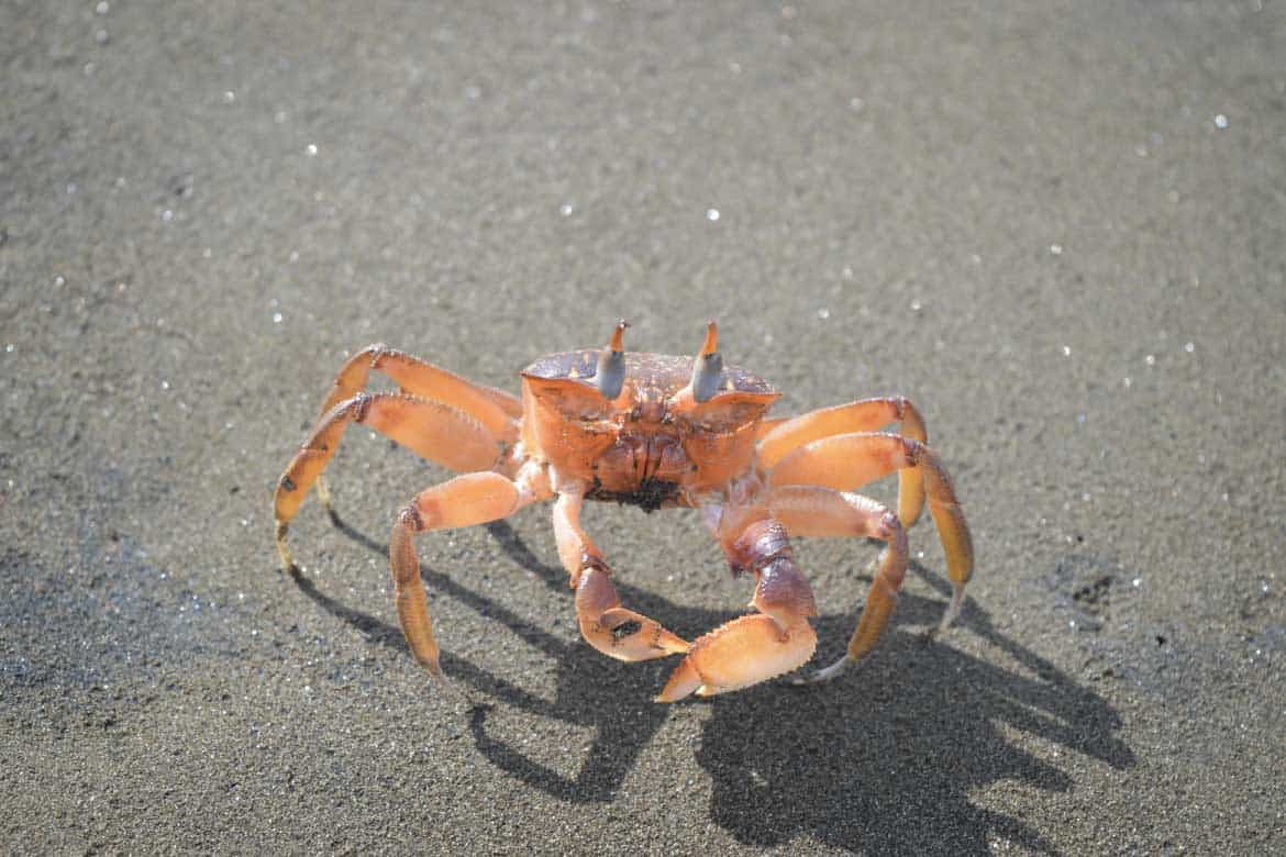 Bahía Solano Colombia whale watching and nature tours