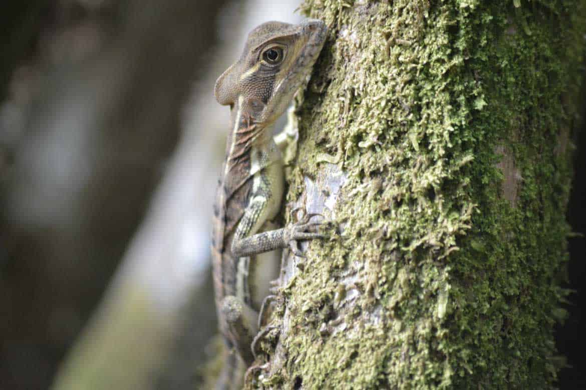 Bahía Solano Colombia whale watching and nature tours