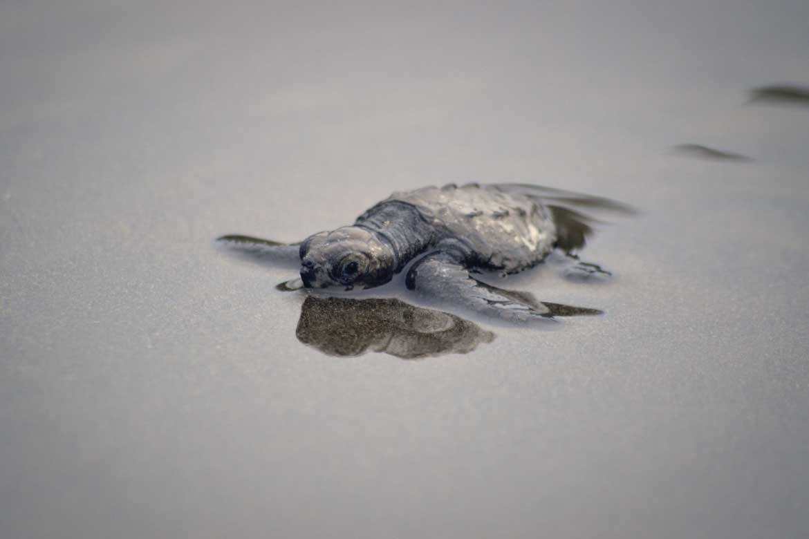Bahía Solano Colombia whale watching and nature tours