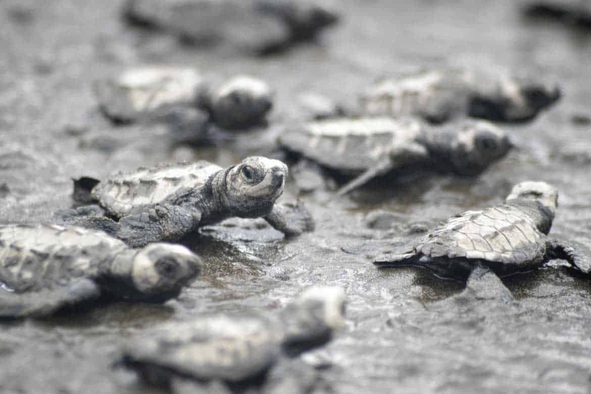 Bahía Solano Colombia whale watching and nature tours