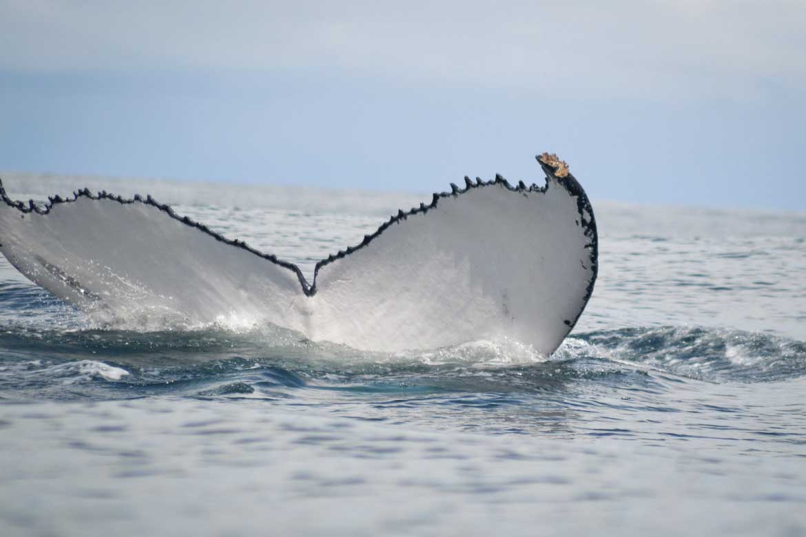Bahía Solano Colombia whale watching and nature tours