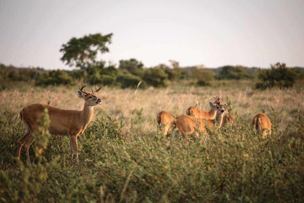 Los Llanos Colombia