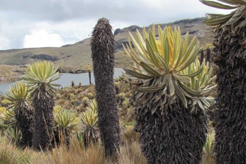 Frailejones on the Páramo de Chingaza Colombia